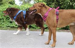 Dog Harness | Mountain Lake
