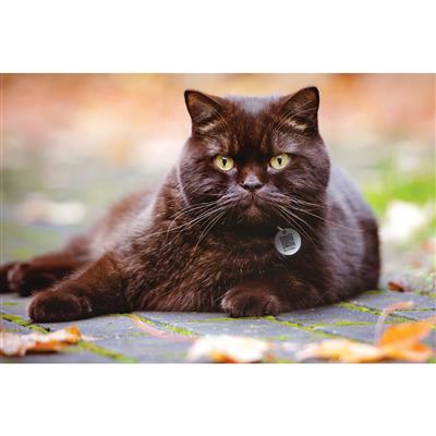 Pro Smart Pet Tag