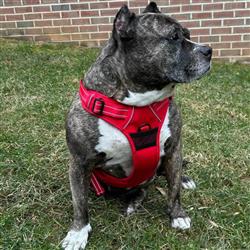 Venture Paw Dog Harness