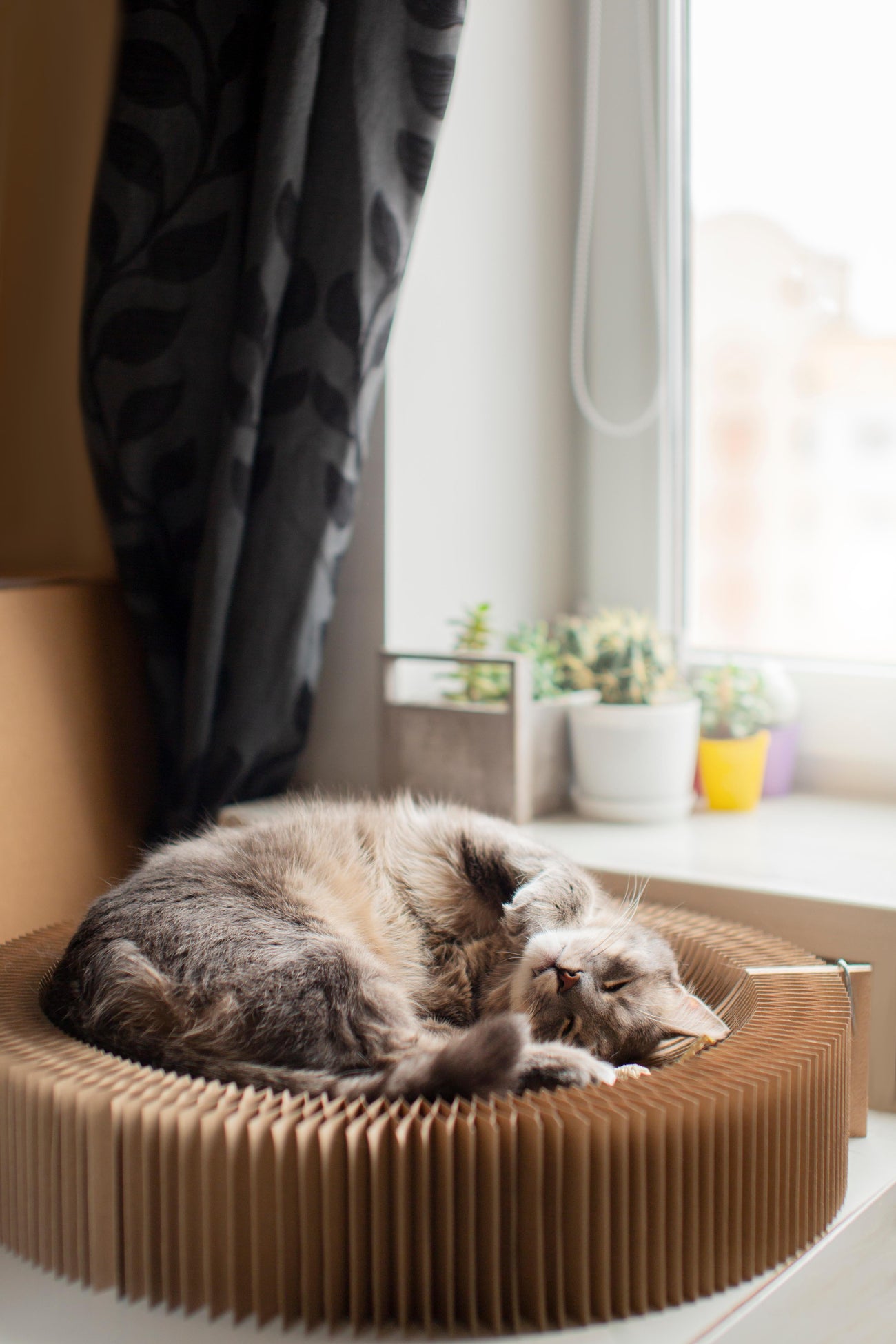 Cat Furniture