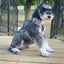 Dog Control Harness Dried Sage