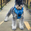 Dog Control Harness | Mountain Lake 
