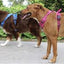 Dog Harness | Mountain Lake 