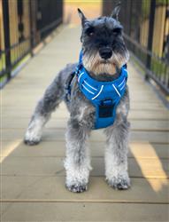 Venture Paw Pull Control Dog Harness – Mountain Lake