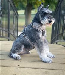 Venture Paw Pull Control Dog Harness – Dried Sage
