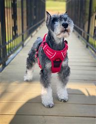 Venture Paw Pull Control Dog Harness - Crimson