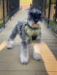 Venture Paw Pull Control Dog Harness - Aspen