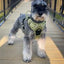 Pull Control Dog Harness | Aspen