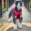 Venture Paw Control Dog Harness